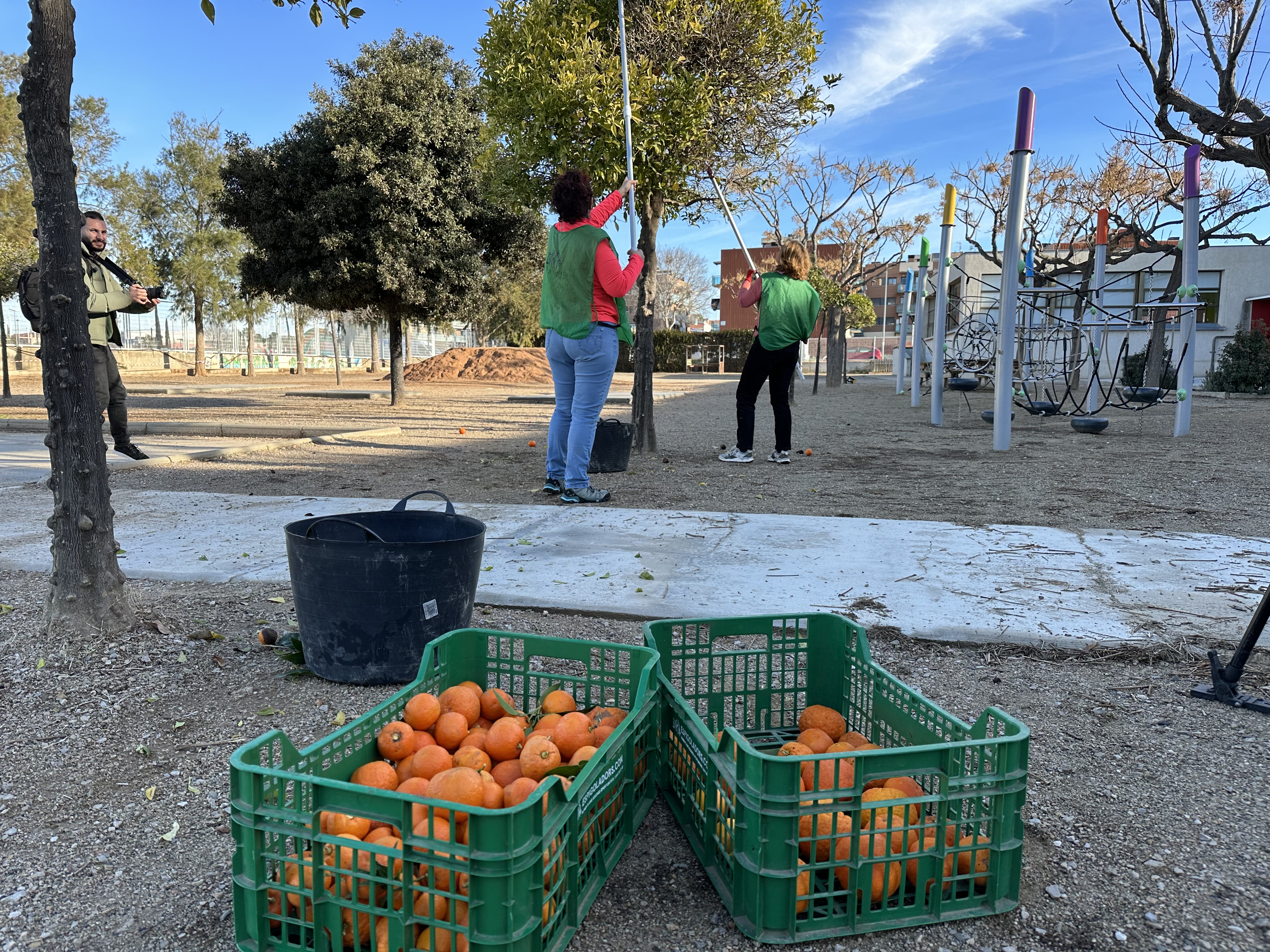Espigolant tarongers, a l'Escola Antoni Roig