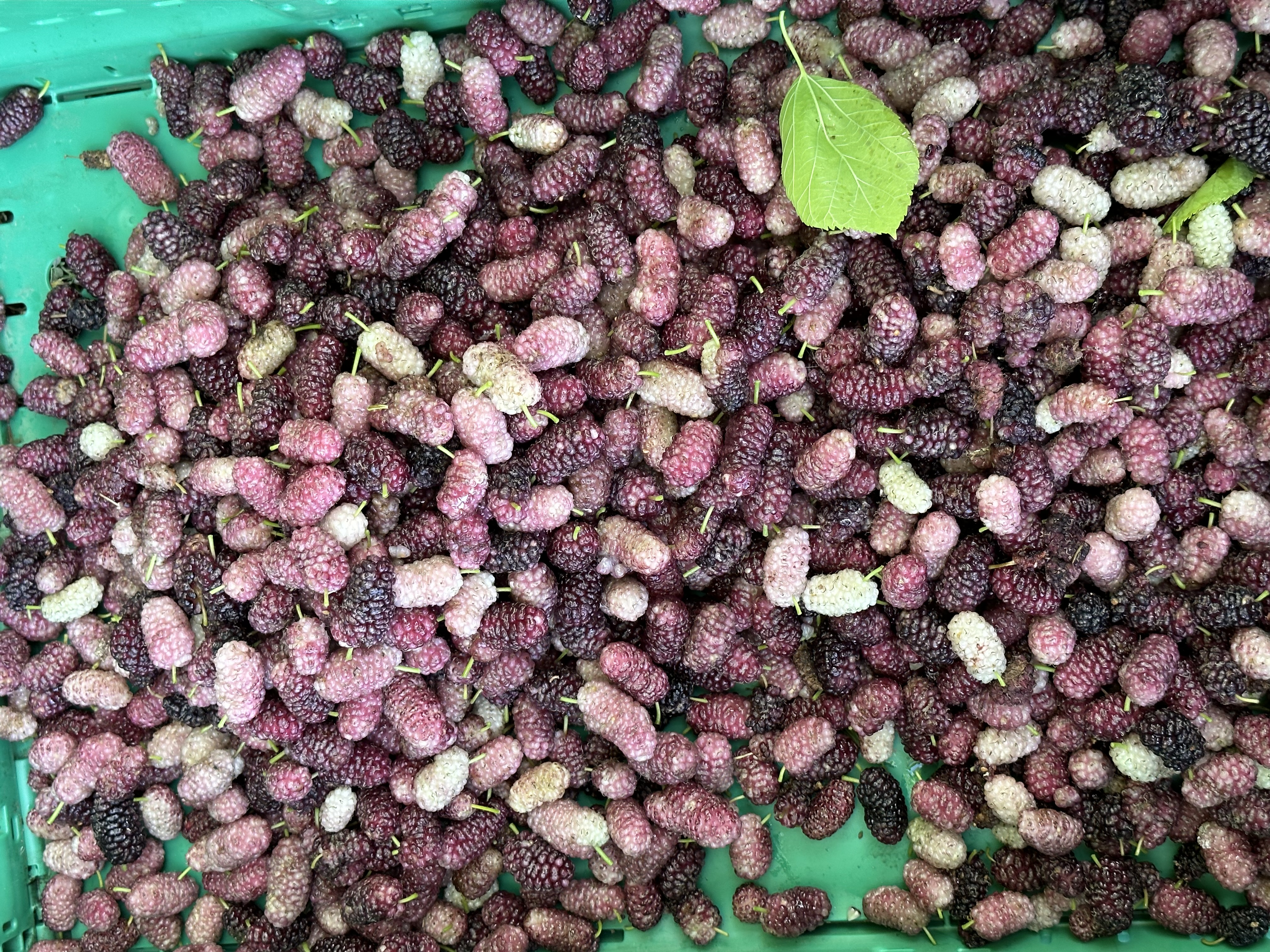 Espigoladors moreres