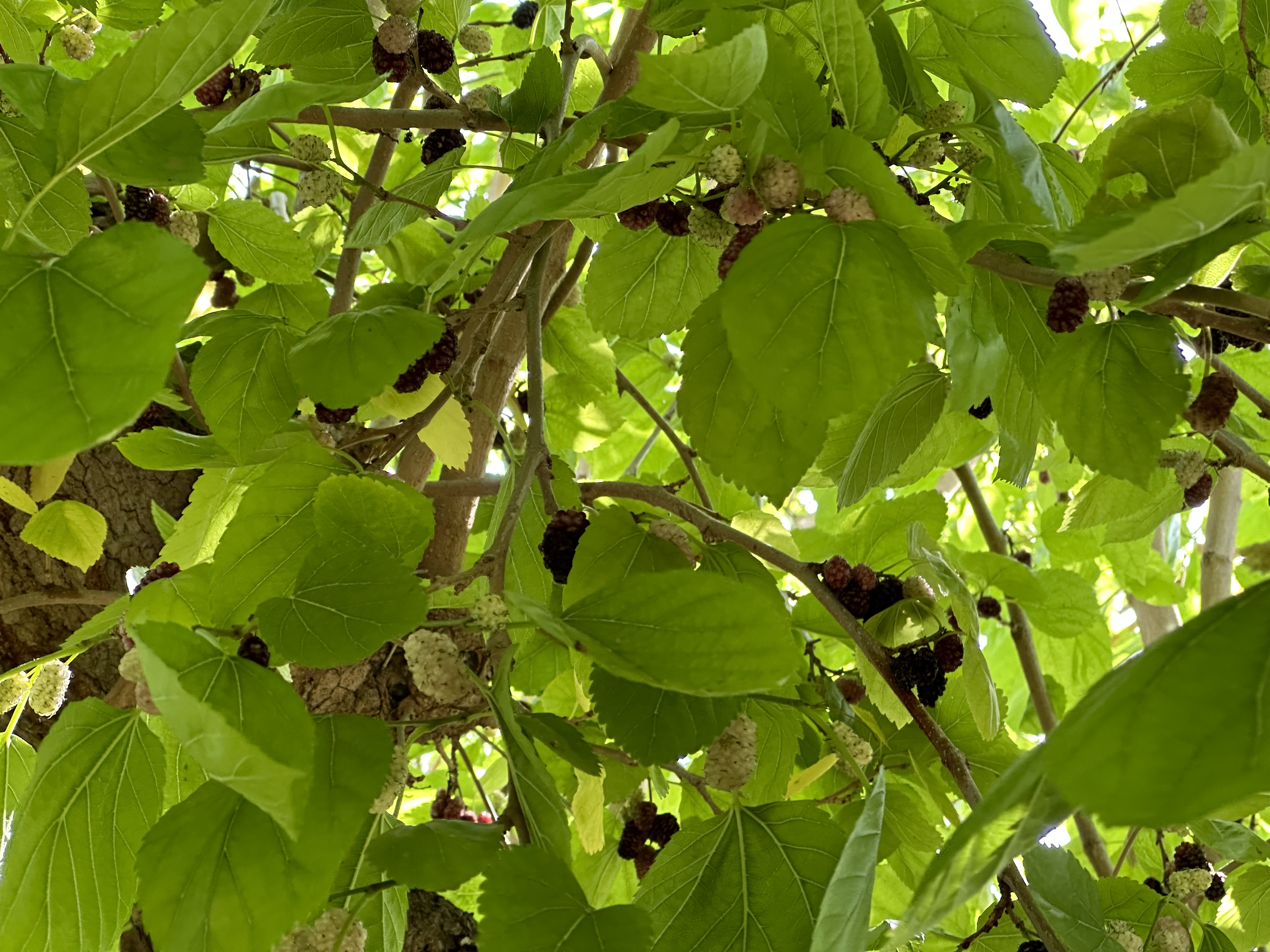 Espigoladors moreres