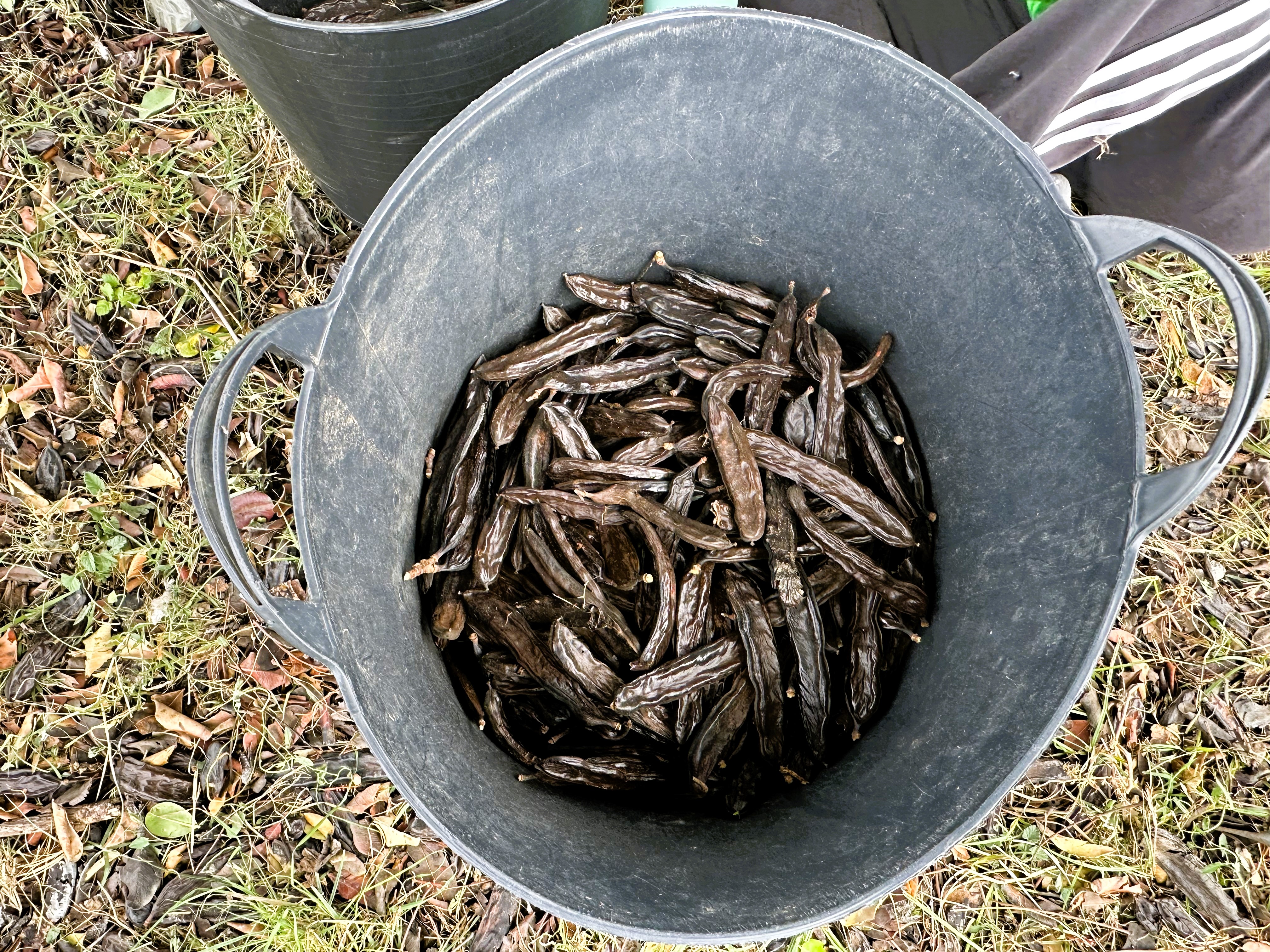 Espigolada de garrofes