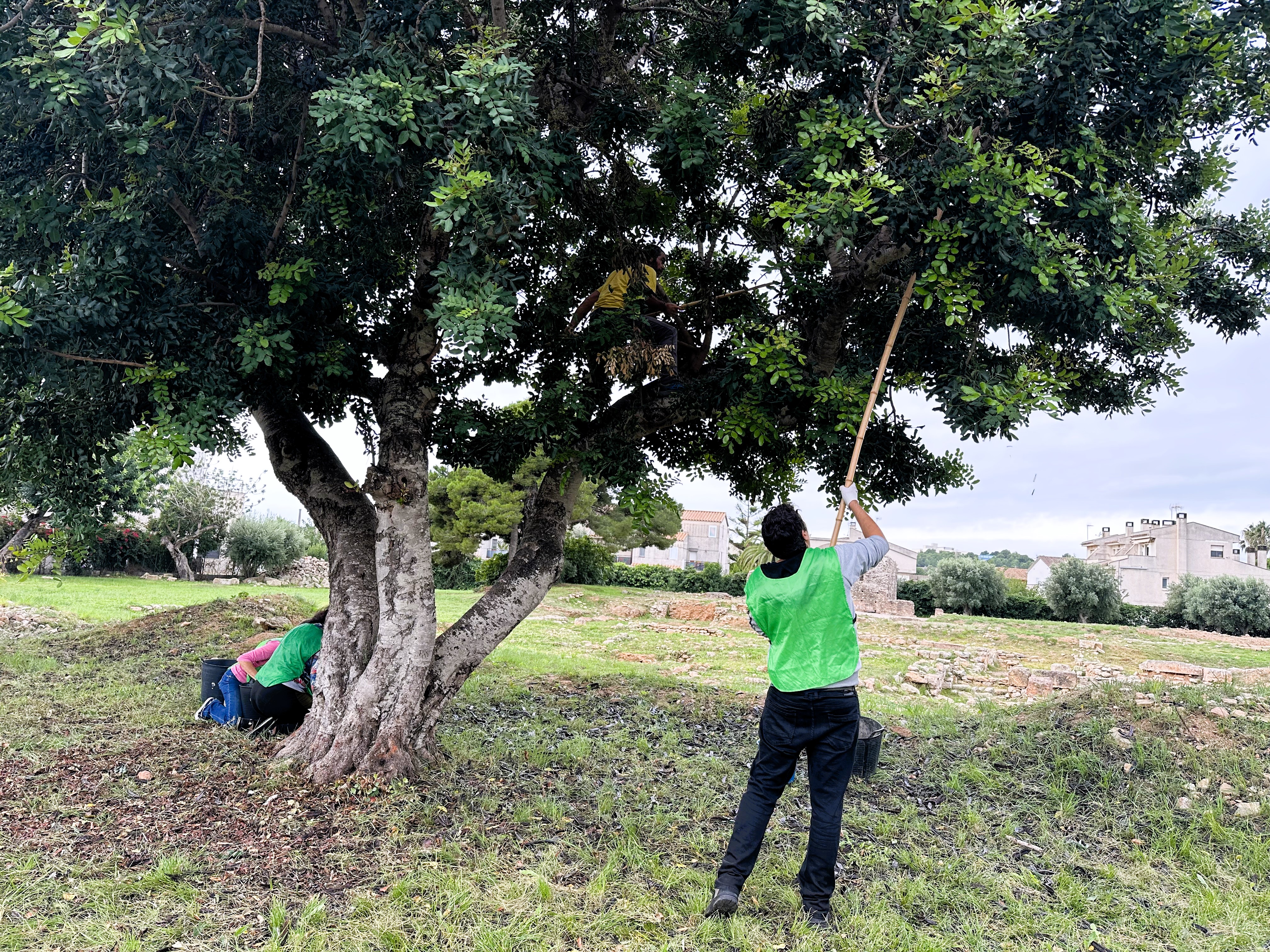 Espigolada de garrofes
