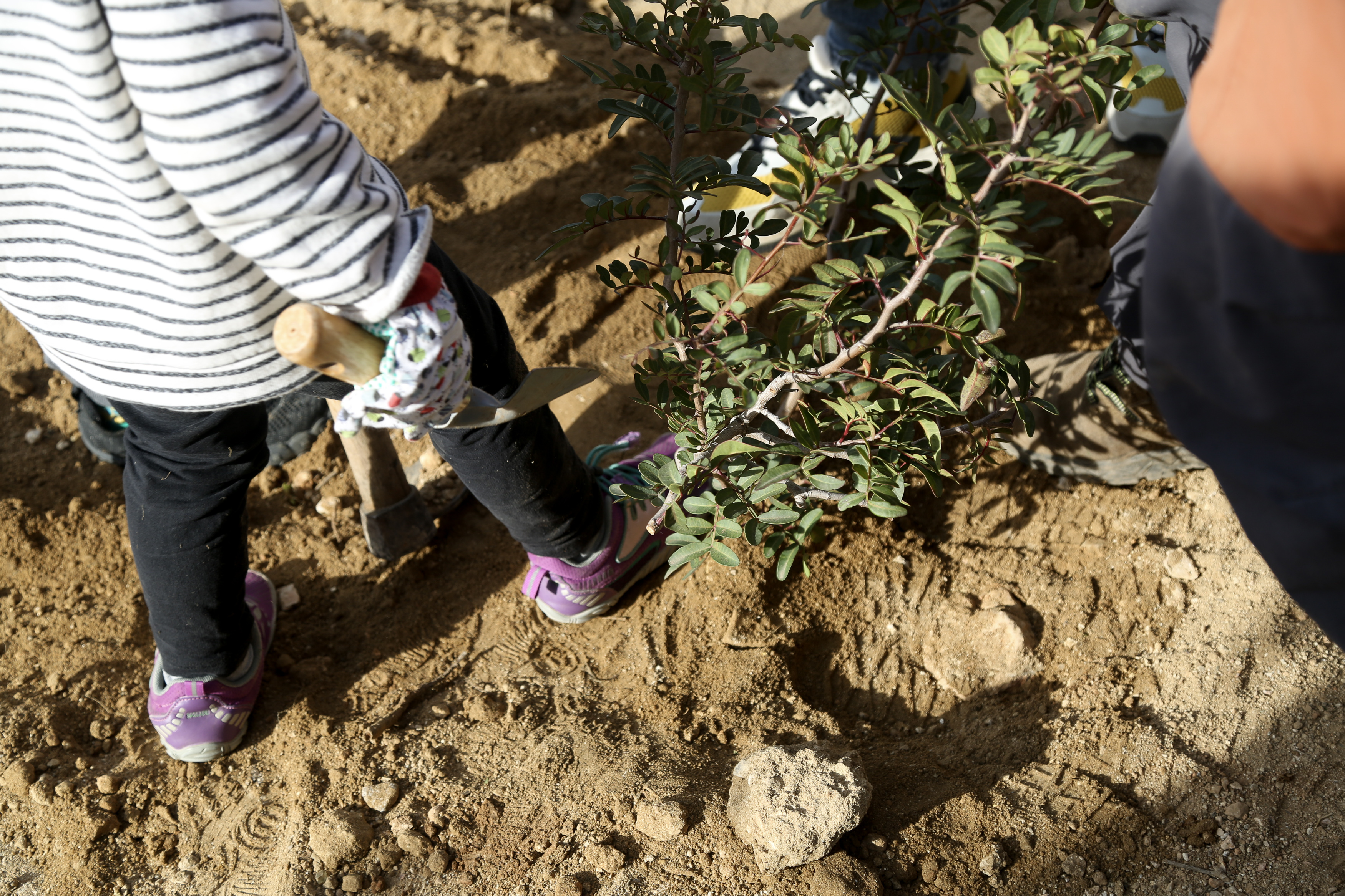 Festa de l'arbre 2025