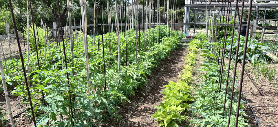 Horts ecològics de Cal Dània
