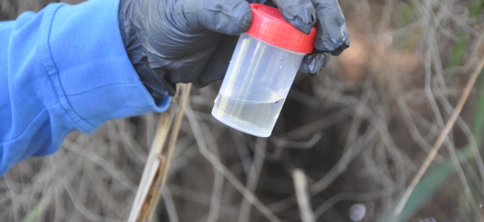 Control larves de mosquit