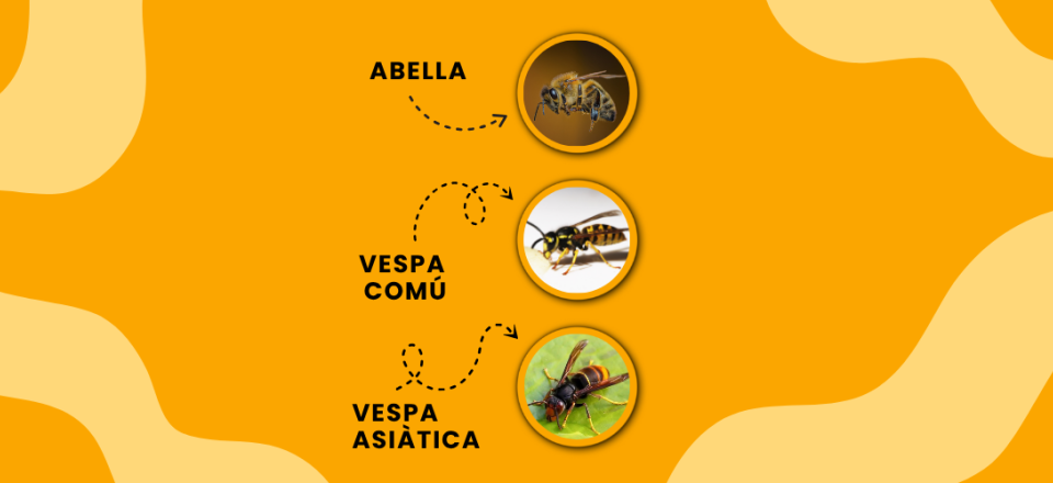 abelles i vespes