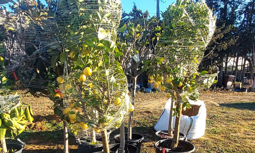 Arbres fruiters que es plantaran a Cal Dània
