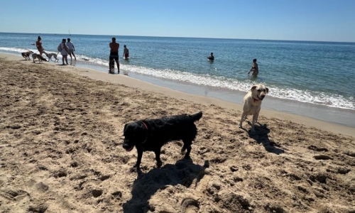 Platja per a gossos