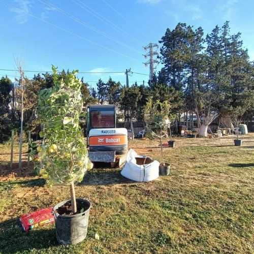 Treballs de plantació del nou arbrat