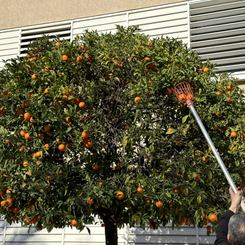 Espigolant un taronger, a l'Escola Antoni Roig