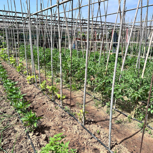 Imatge dels horts socials i ecològics de Cal Dània