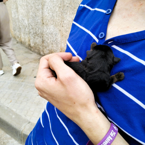 Comunicat de l’equip de govern de condemna del maltractament animal