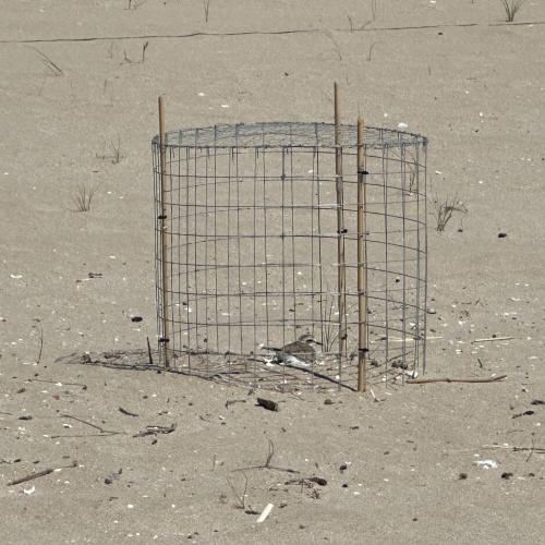 Temporada de nidificació del corriol camanegre 