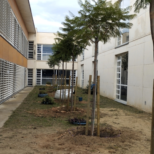 Festa de l'arbre 2025