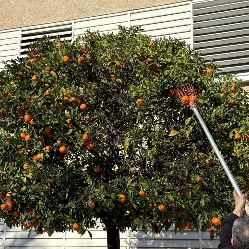 Imatge d'arxiu d'una espigolada de taronja amarga
