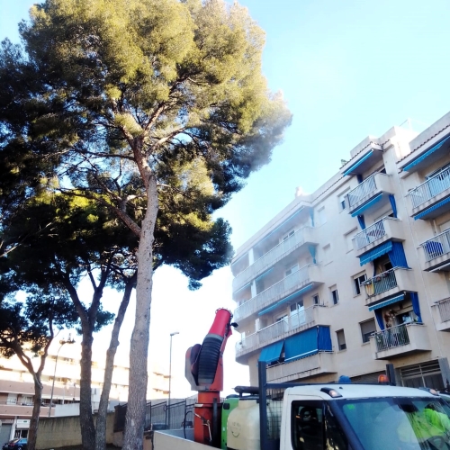 Imatge d'arxiu tractament processionària. Foto: Aj.Torredembarra