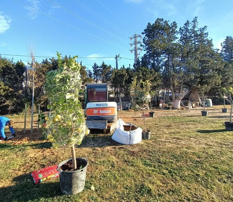 Treballs de plantació del nou arbrat