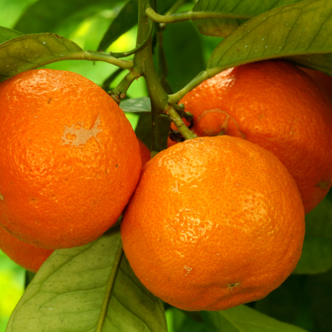 Imatge d'unes taronges, encara per collir
