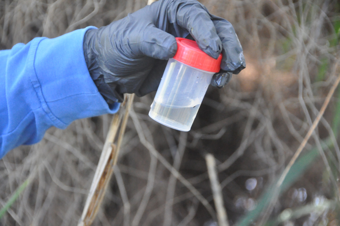 Imatge d'arxiu del tractament contra les larves dels mosquits