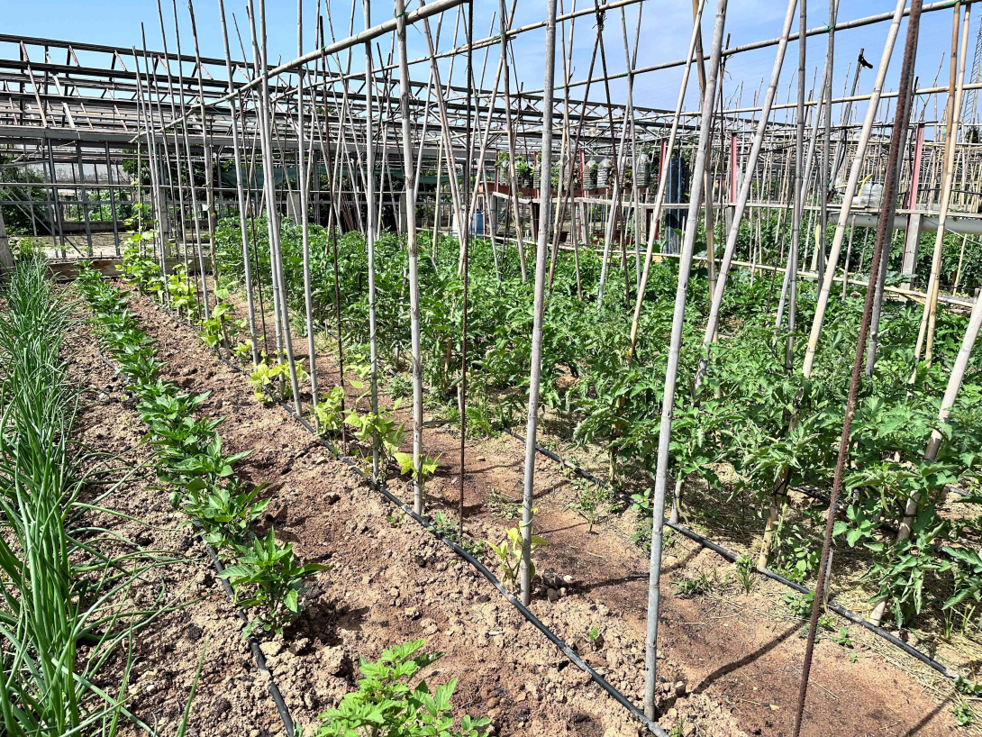 Imatge dels horts socials i ecològics de Cal Dània