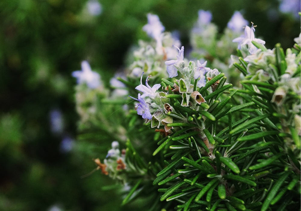 Foto de plantes aromàtiques