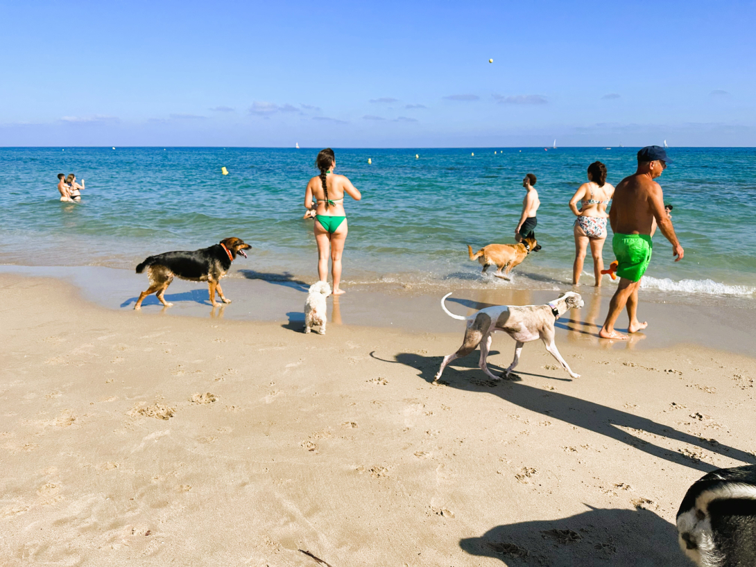 Platja per a gossos