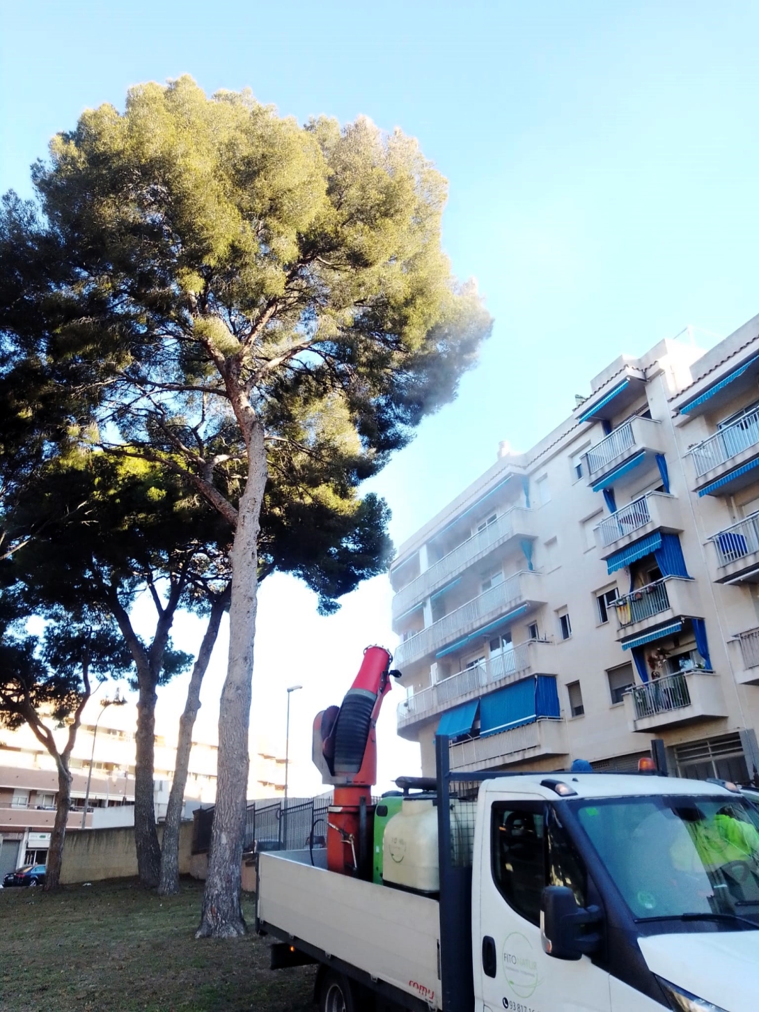 Una actuació de tractament contra la processionària