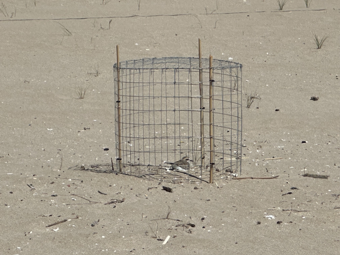 Temporada de nidificació del corriol camanegre 