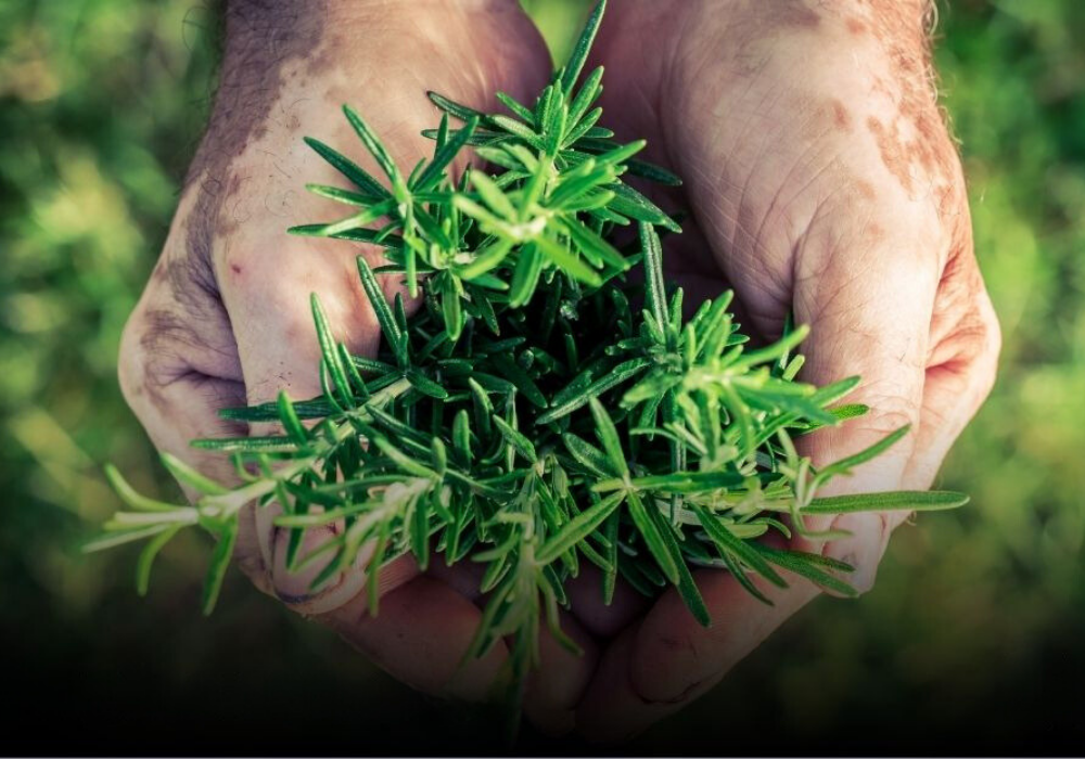 Taller plantes aromàtiques