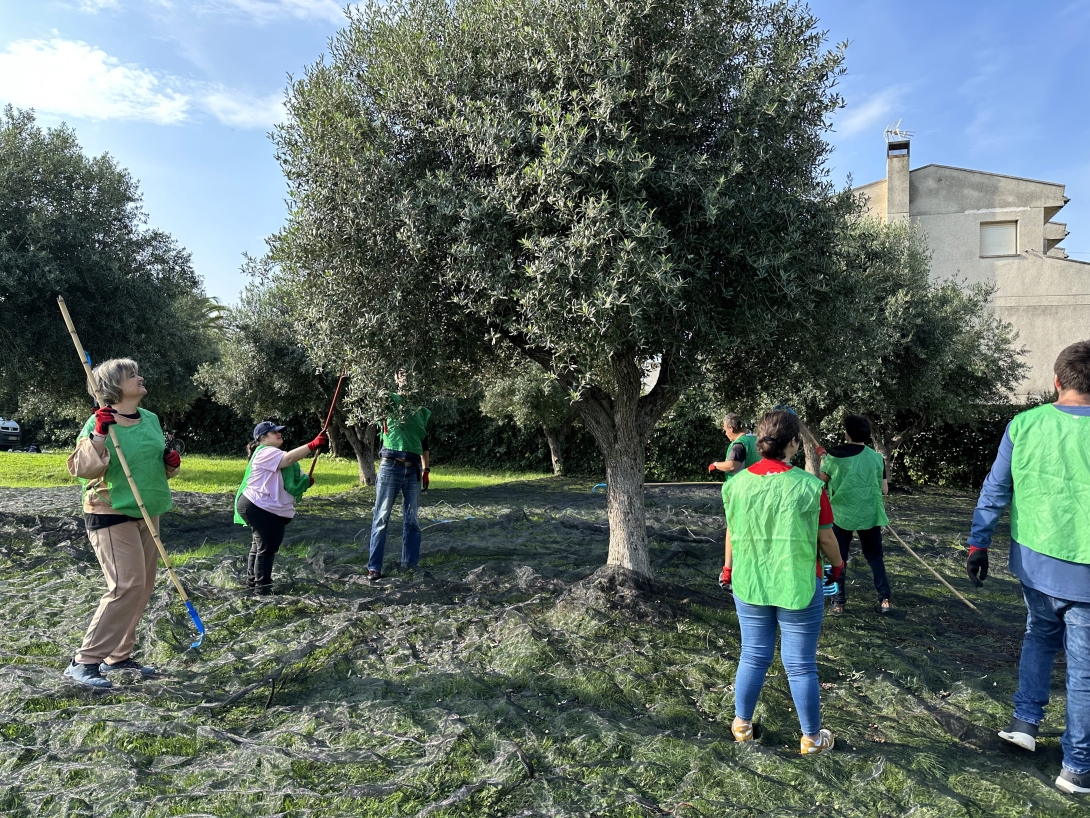 Imatge d'arxiu d'una espigolada d'olives el 2024