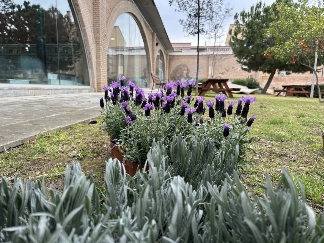Jardí Biblioteca